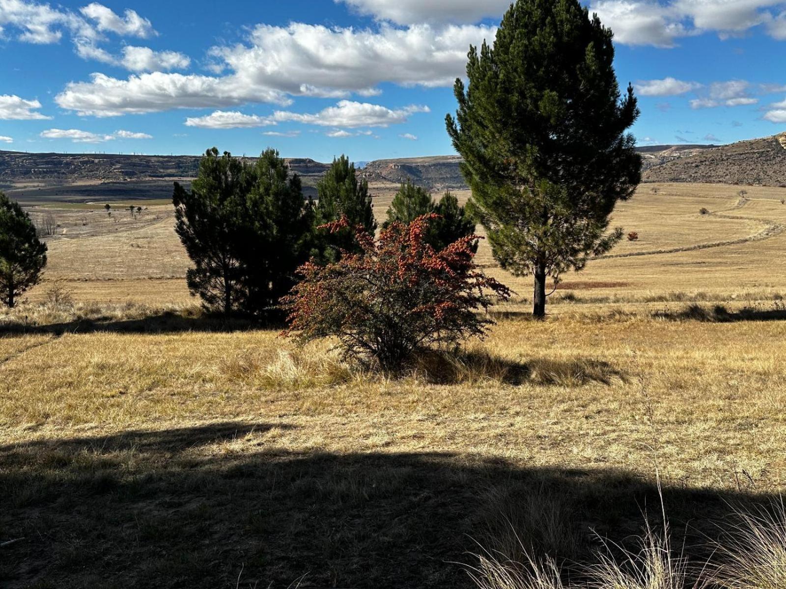 Rusplaas Guest Farm Fouriesburg Exterior foto
